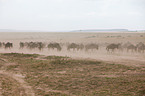 wildebeests