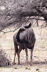 wildebeest