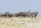 wildebeests