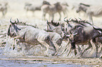 wildebeests