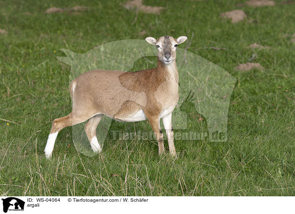 Wildschaf / argali / WS-04064