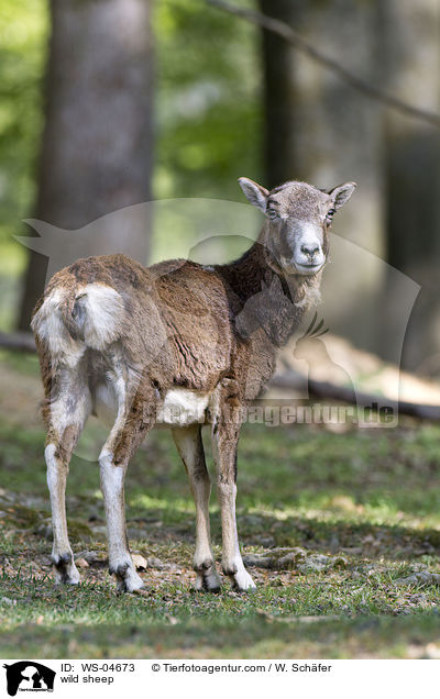 Wildschaf / wild sheep / WS-04673