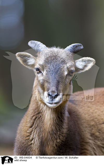 wild sheep / WS-04834