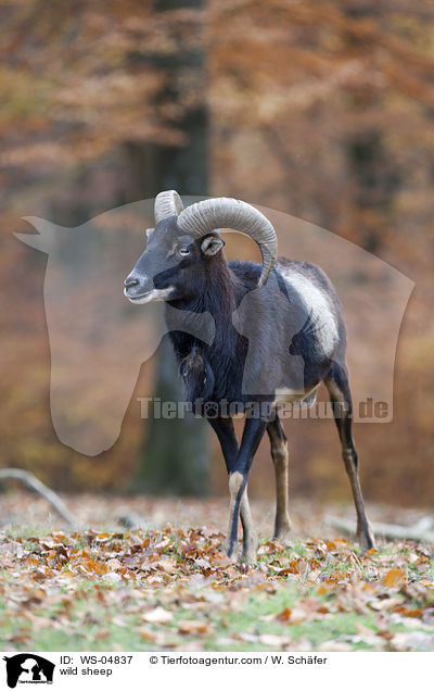 wild sheep / WS-04837
