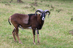 argali