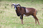 argali