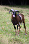 argali