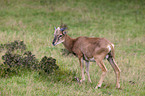 argali