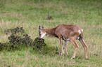 argali