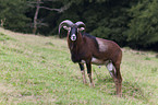 argali