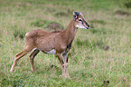 argali