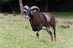 argali