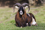 argali