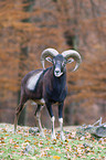 wild sheep