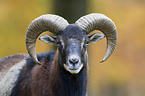 wild sheep