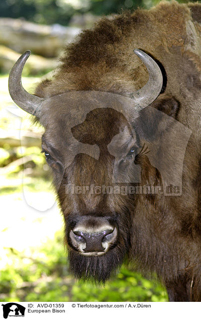 European Bison / AVD-01359