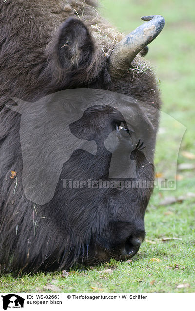 Wisent / european bison / WS-02663