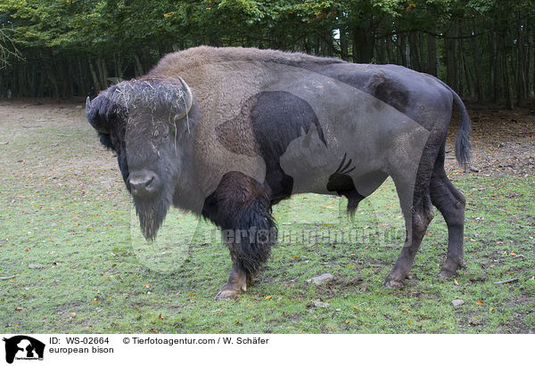 european bison / WS-02664