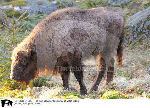 grazing european bison / DMS-01038