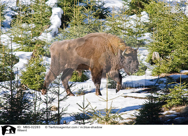 Wisent / Wisent / MBS-02283