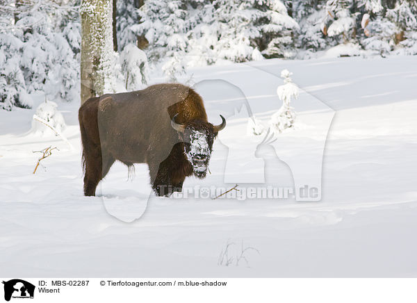 Wisent / Wisent / MBS-02287