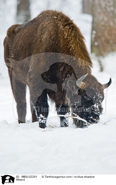 Wisent / Wisent / MBS-02291