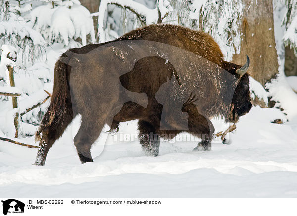 Wisent / Wisent / MBS-02292