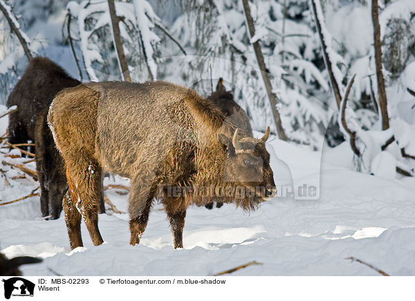 Wisent / Wisent / MBS-02293