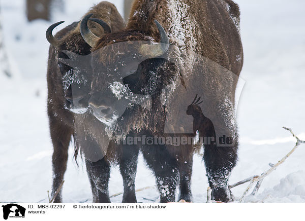 Wisente / wisents / MBS-02297