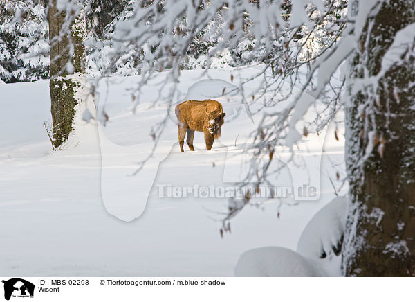 Wisent / Wisent / MBS-02298