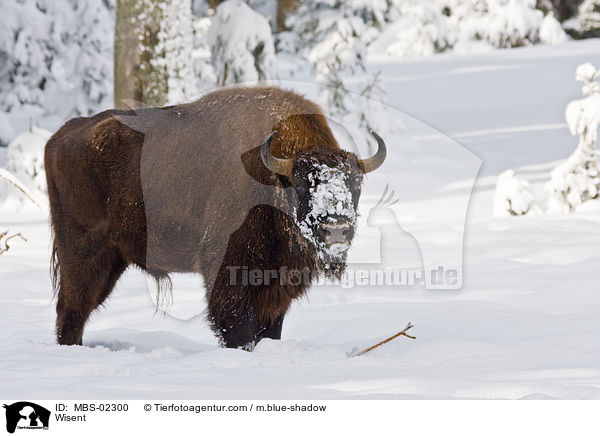 Wisent / Wisent / MBS-02300