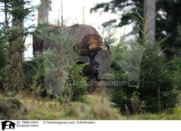 Wisent / European bison / DMS-01601