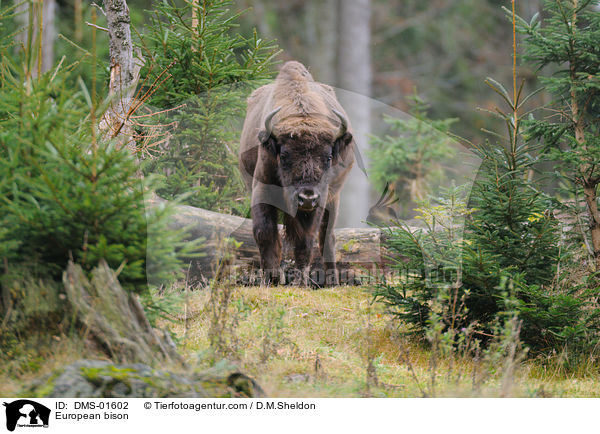 European bison / DMS-01602