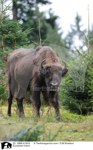 Wisent / European bison / DMS-01603