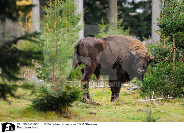 Wisent / European bison / DMS-01606