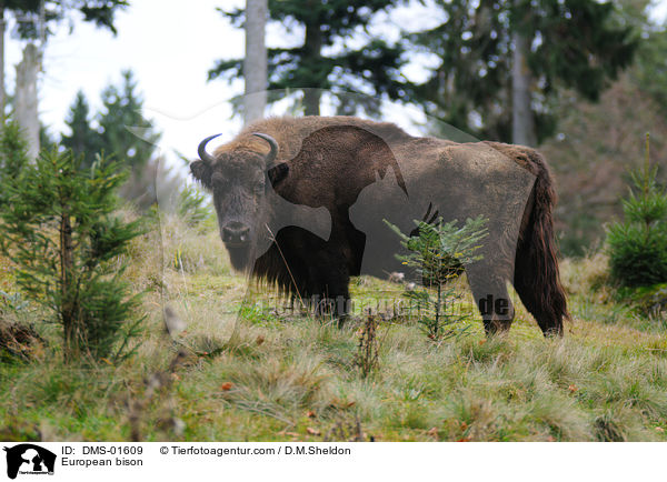 Wisent / European bison / DMS-01609