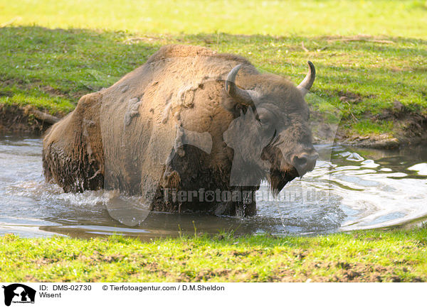 Wisent / Wisent / DMS-02730