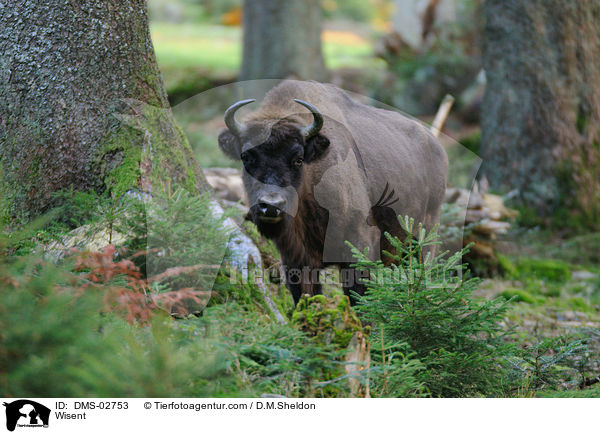 Wisent / Wisent / DMS-02753