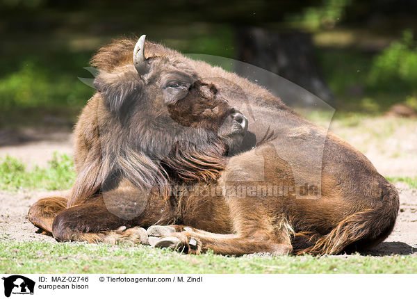 Wisent / european bison / MAZ-02746