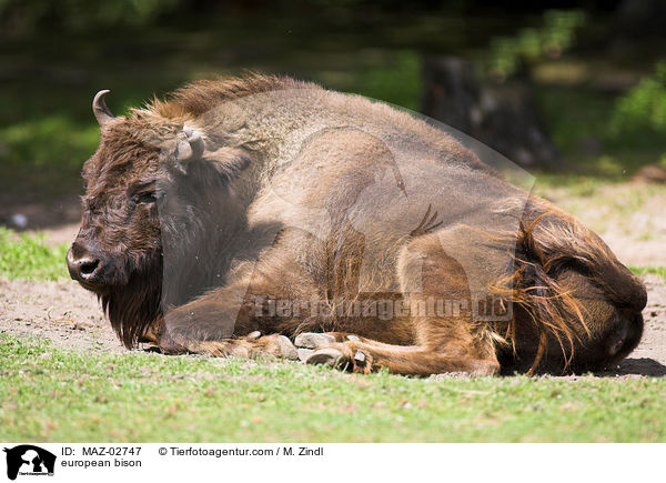 Wisent / european bison / MAZ-02747