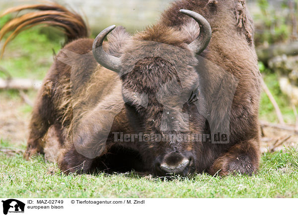 Wisent / european bison / MAZ-02749
