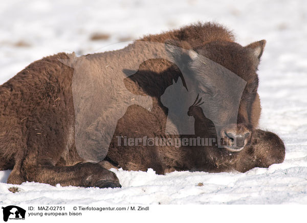 young european bison / MAZ-02751