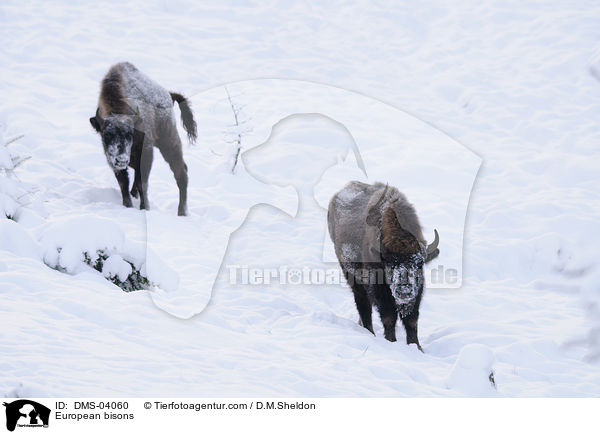 Wisente / European bisons / DMS-04060