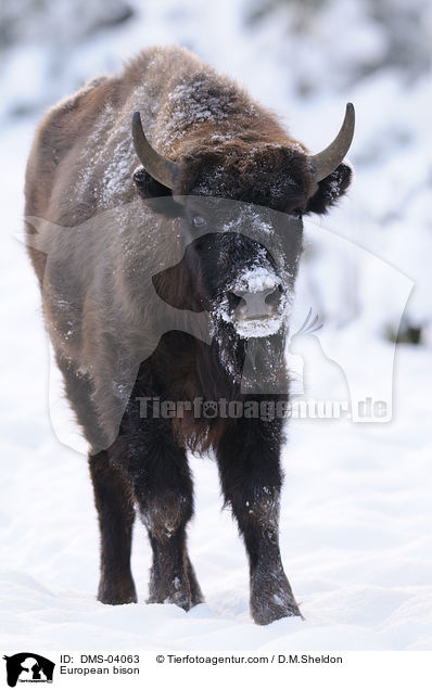Wisent / European bison / DMS-04063