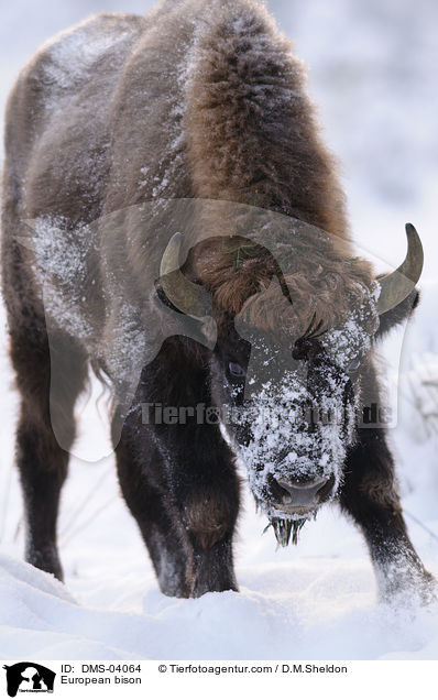 Wisent / European bison / DMS-04064