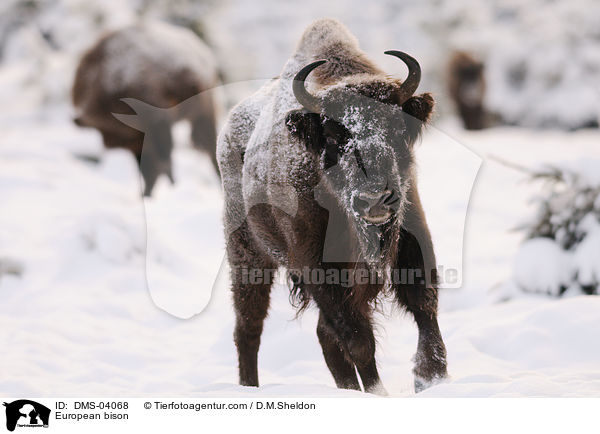Wisent / European bison / DMS-04068