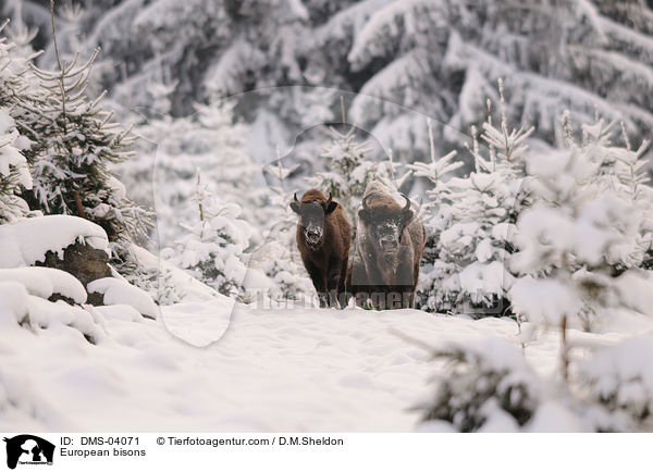 Wisente / European bisons / DMS-04071
