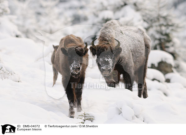 Wisente / European bisons / DMS-04072