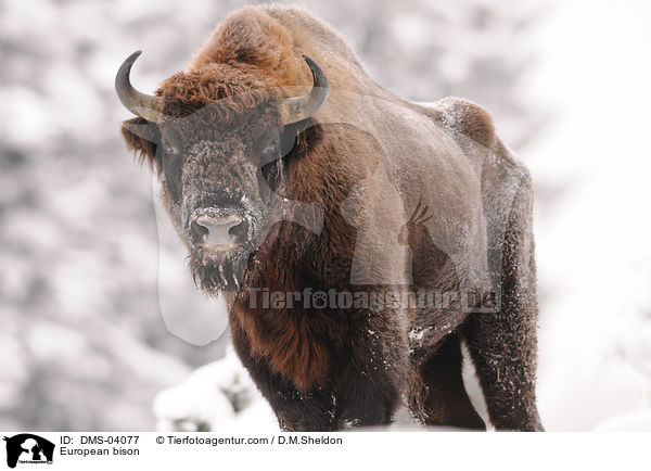 Wisent / European bison / DMS-04077