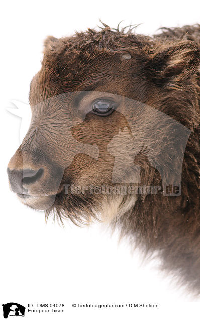 Wisent / European bison / DMS-04078